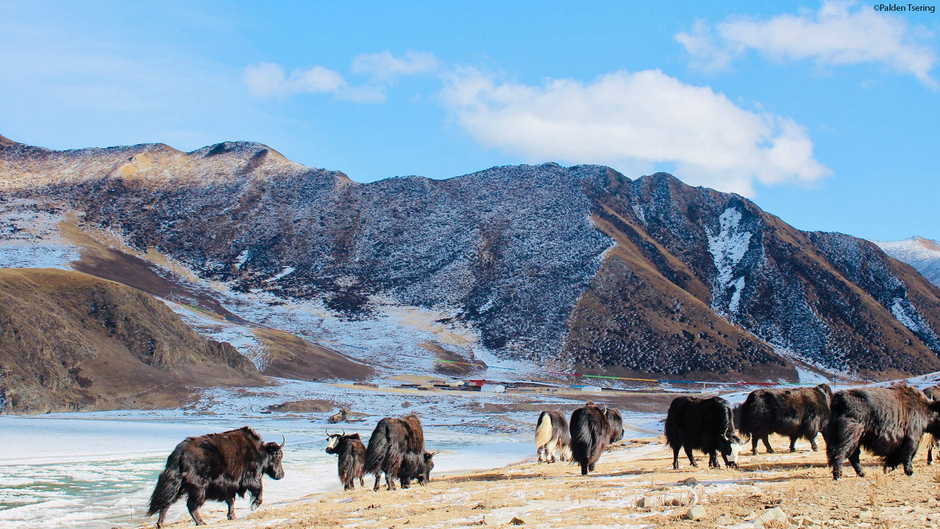 Yaks in Golok, Amdo Tibet by Palden Tsering