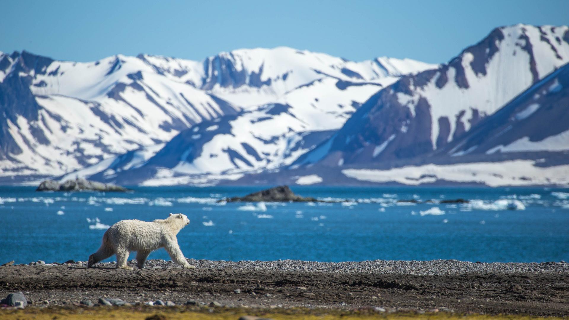 Polar bear, mountains and melting snow