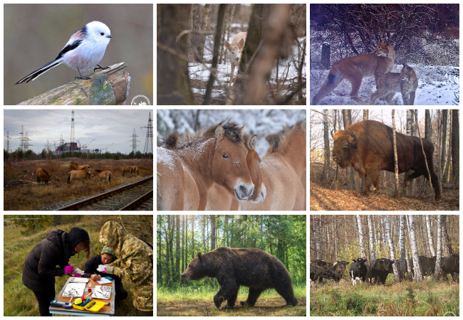 Wildlife photo collage. Images courtesy of @zapovidnyk2018