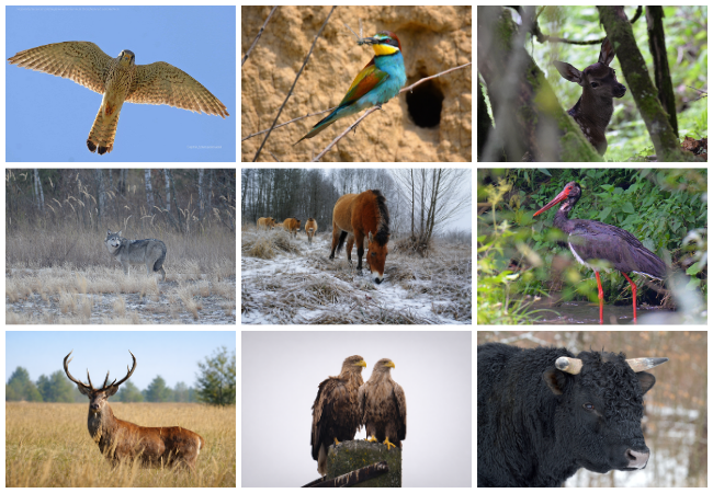 Photo collage of wildlife from the Chornobyl Biosphere Reserve.