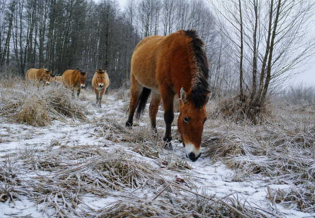 Przewalski's horses walking through a snowy grassland with bare trees in the background.