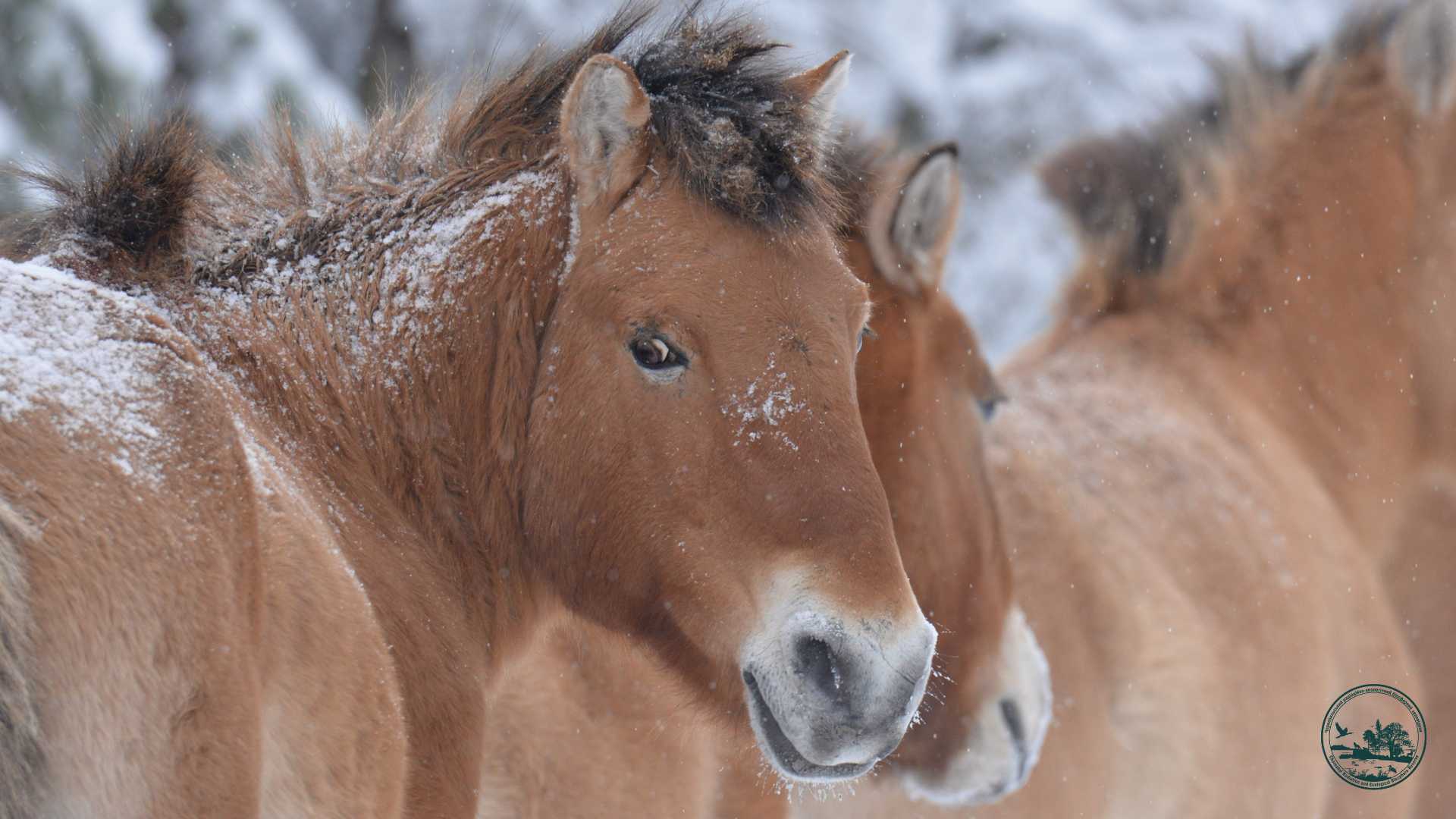 Close up of two horses; copyright credit ‘Chornobyl Nature Reservation’ visible in lower right.