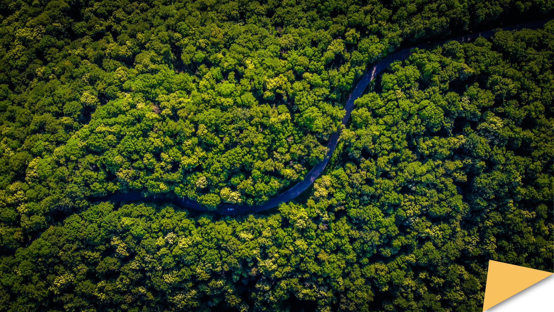 Gildelen Aty-bio - forest