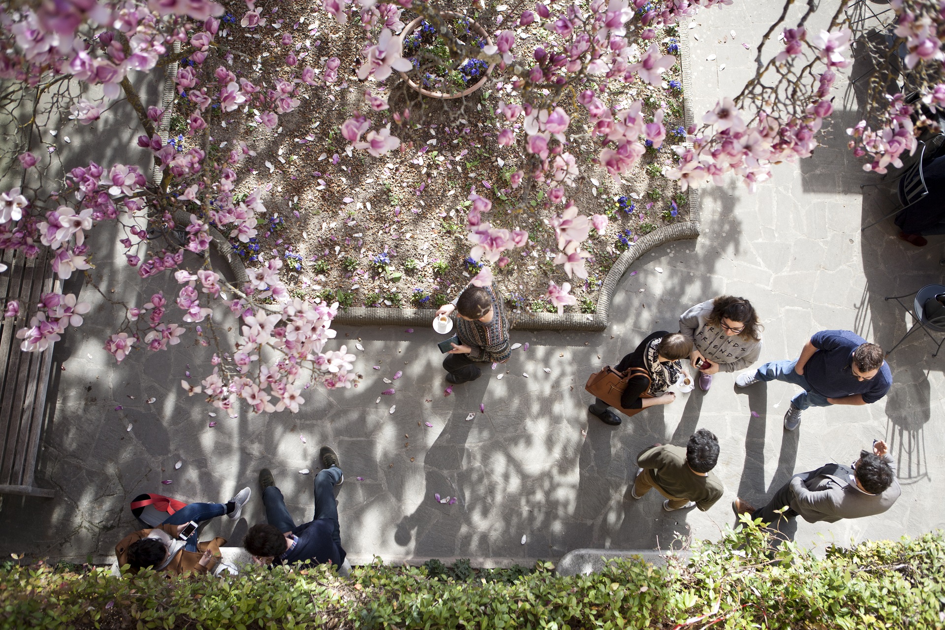 Magnolia tree at the European University Institute