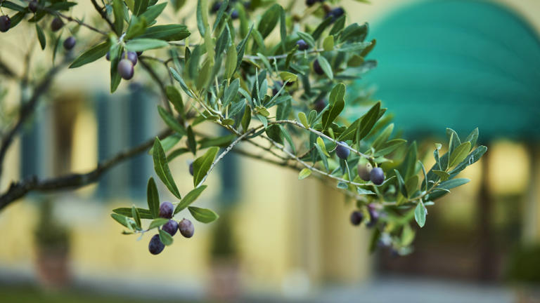 Garden Olive tree branch closeup