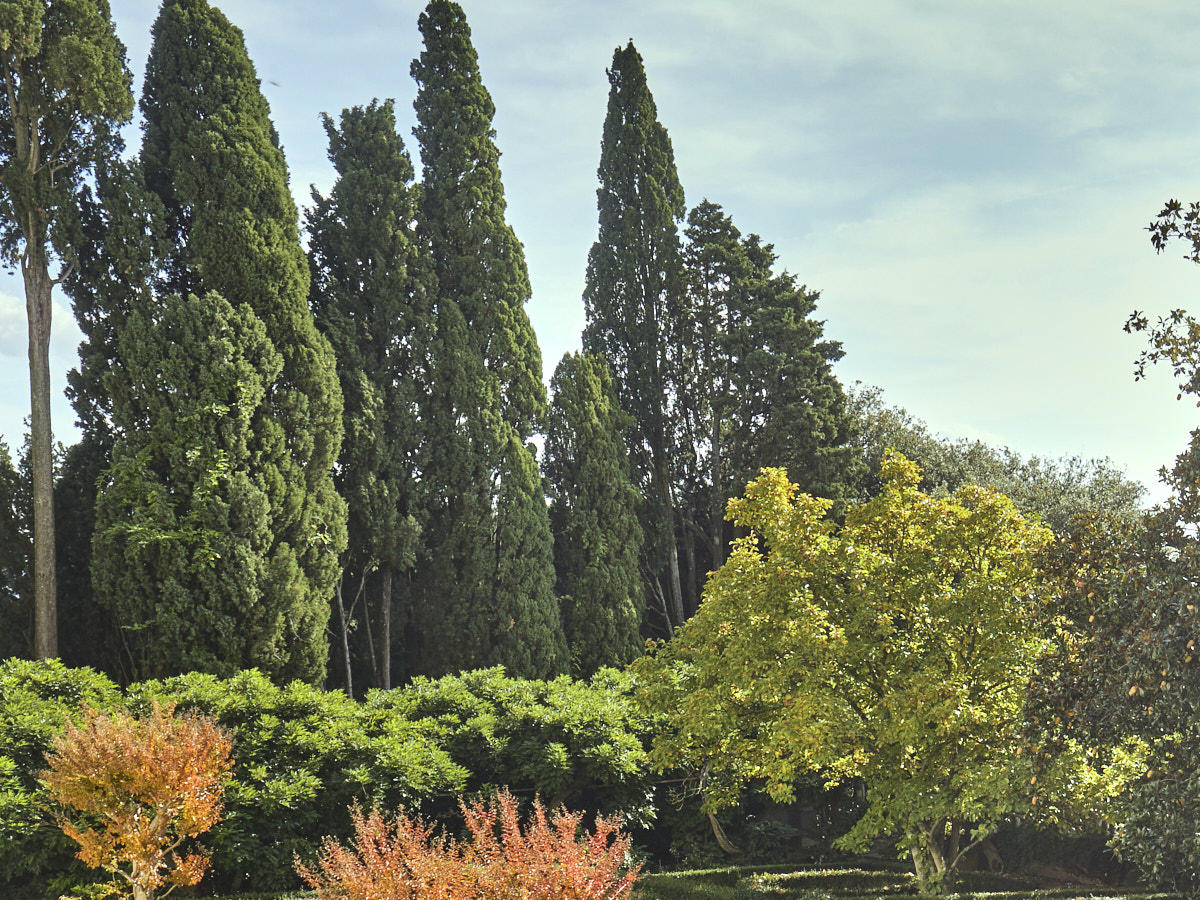 Villa la Fonte labyrinth garden