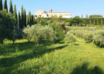 European University Institute's orto on a sunny day with Badia Fiesolana in in the horizon